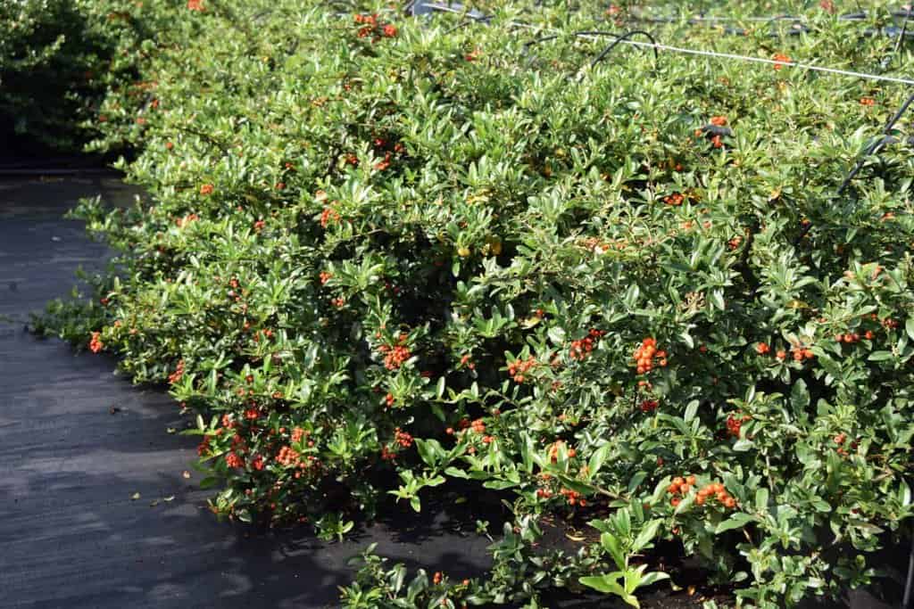 Pyracantha coccinea 'Red Cushion' ---